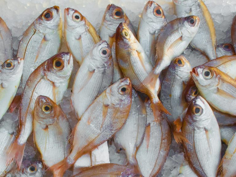 A vibrant display of fresh fish on ice at a seafood market, highlighting marine bounty.