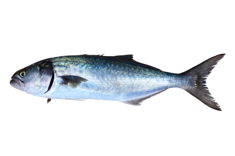 pngtree-bluefish-fish-pomatomus-saltatrix-isolated-natural-food-length-photo-picture-image_4611707